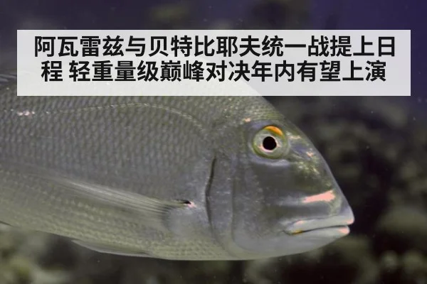 阿瓦雷兹与贝特比耶夫统一战提上日程 轻重量级巅峰对决年内有望上演 | 9game app